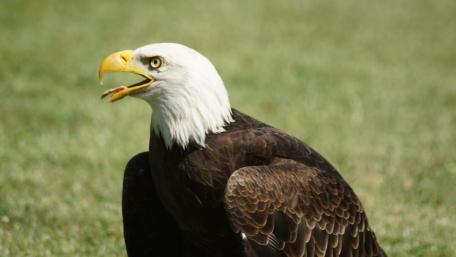 Majestic Bald Eagle on Green Grass Scene wallpaper