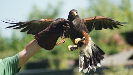 Majestic Hawk in Flight Over Natural Background wallpaper