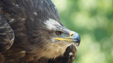 Majestic Eagle in Nature's Embrace wallpaper