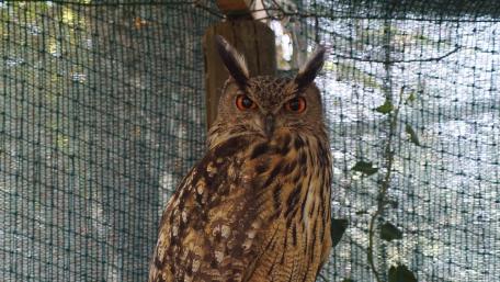 Majestic Owl Staring Intensely wallpaper
