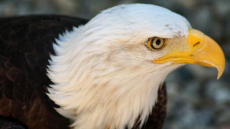 Majestic Bald Eagle in Stunning Detail wallpaper