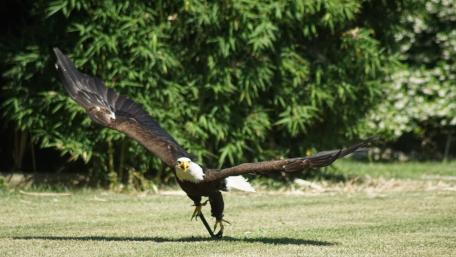 Majestic Eagle in Flight Showcase wallpaper