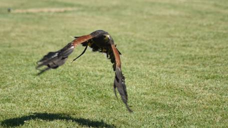 Majestic Hawk in Mid-Flight wallpaper