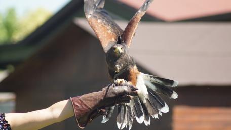 Majestic Hawk in Flight wallpaper