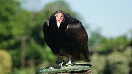 Majestic Vulture in Nature's Embrace wallpaper
