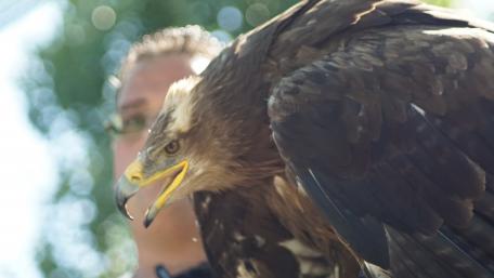 Majestic Eagle in Focus wallpaper