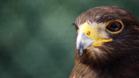 Majestic Hawk Close-Up Wallpaper wallpaper