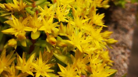Vibrant Field of Yellow Flowers wallpaper
