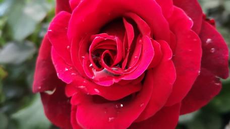Radiant Red Rose Blossom wallpaper