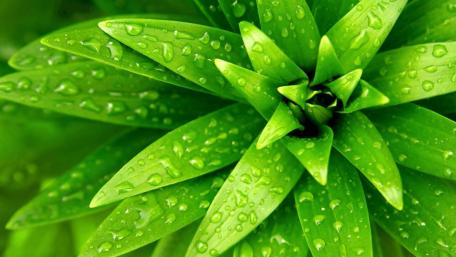 Fresh Green Elegance in Nature's Details wallpaper