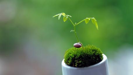 Green plant macro photo wallpaper