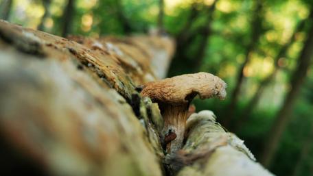 Mushrooms close-up wallpaper