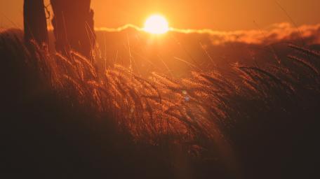 Summer field wallpaper