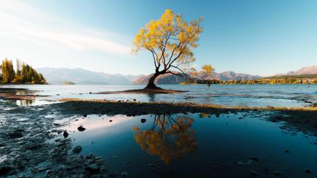 That Wanaka Tree wallpaper