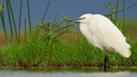 Great Egret wallpaper