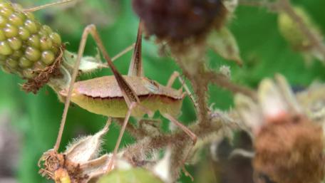 Intricate Beauty of Nature's Bugs wallpaper