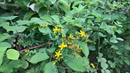 Vibrant Yellow Blooms Among Greenery wallpaper