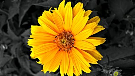 Yellow flower wallpaper