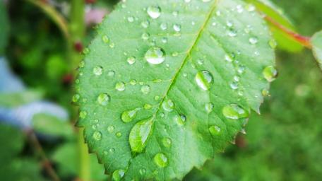 Waterdrops wallpaper