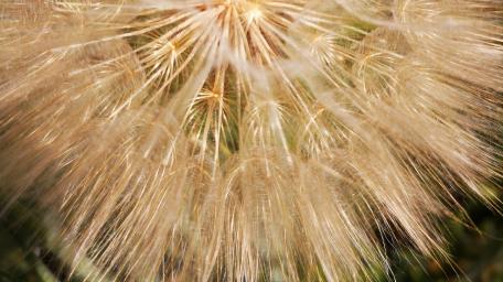 Golden Beauty of a Dandelion Seedhead wallpaper