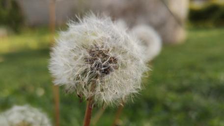 Delicate Beauty of Dandelions in Nature wallpaper
