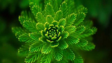 Simple green wallpaper