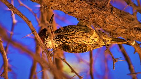 Woodpecker wallpaper