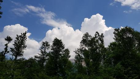 Serene Cloudy Sky Over Lush Forest wallpaper
