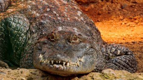 Majestic Nile Crocodile in Nature wallpaper