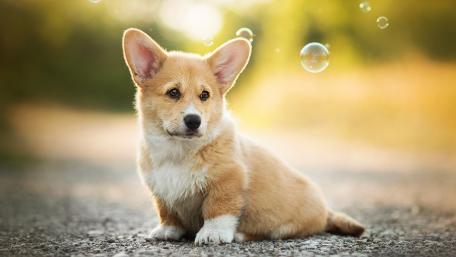 Pembroke welsh corgi puppy wallpaper