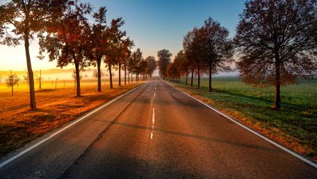Tree lined road wallpaper