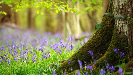 English Bluebell Woodland wallpaper