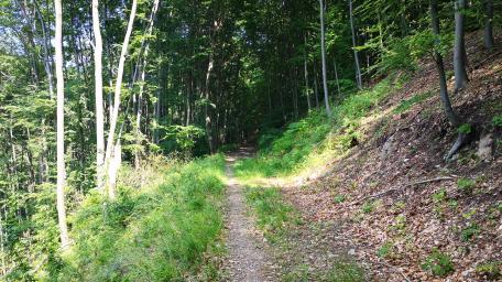 Serene Forest Pathway in Vibrant Greenery wallpaper