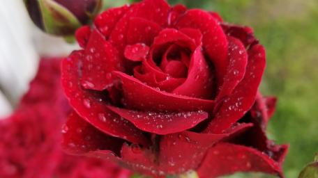 Red Rose with Morning Dew wallpaper