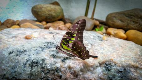 Butterfly wallpaper