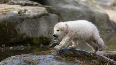 Baby Polar Bear wallpaper