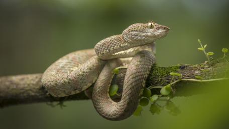Elegant Green Serpent in Natural Habitat wallpaper