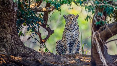 African leopard wallpaper