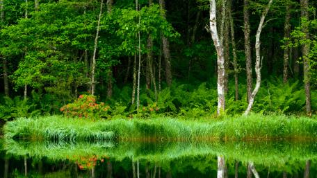 Riparian forest wallpaper