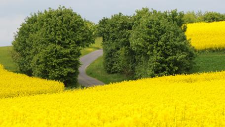 Yellow canola fields wallpaper