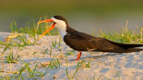 Elegant Bird on Sandy Shoreline in Stunning Detail wallpaper
