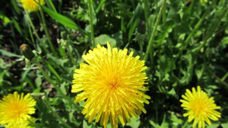 Bright Yellow Dandelions in Bloom wallpaper