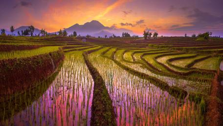Paddy field terraces wallpaper
