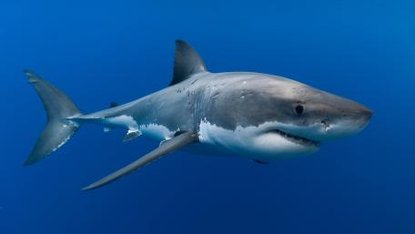Great white shark in the blue sea wallpaper
