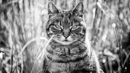 Tabby Cat in Monochrome Serenity wallpaper