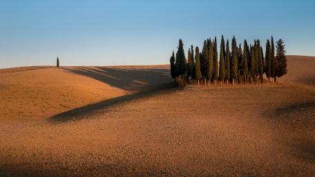 Serene Cypress Landscape in the Desert Sunset wallpaper