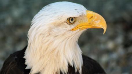 Majestic Bald Eagle in Stunning Detail wallpaper