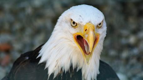 Majestic Bald Eagle in Fierce Display wallpaper