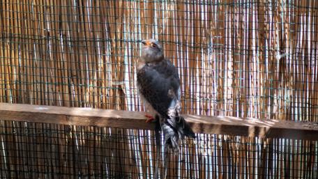 Majestic Bird Perched on a Wooden Beam wallpaper
