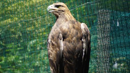 Majestic Eagle in the Wild wallpaper